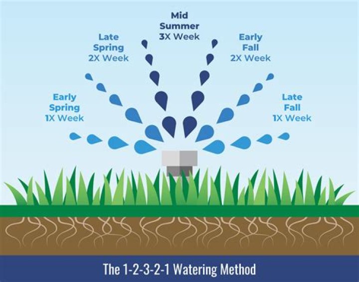 How much should I water my sod after 2 weeks?
