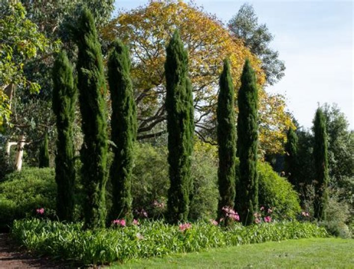 How much space does a bald cypress need?