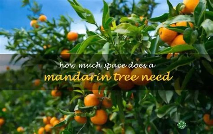 How much space does an orange tree need?
