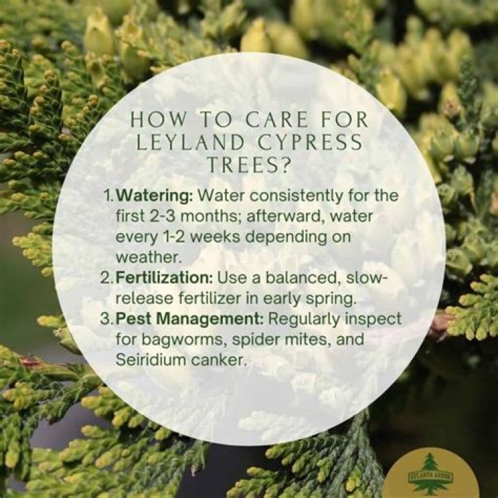 How much sun do Leyland cypress trees need?