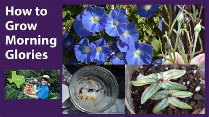 How much sun do morning glory seedlings need?