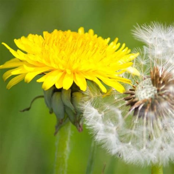 How much sunlight does dandelion need?