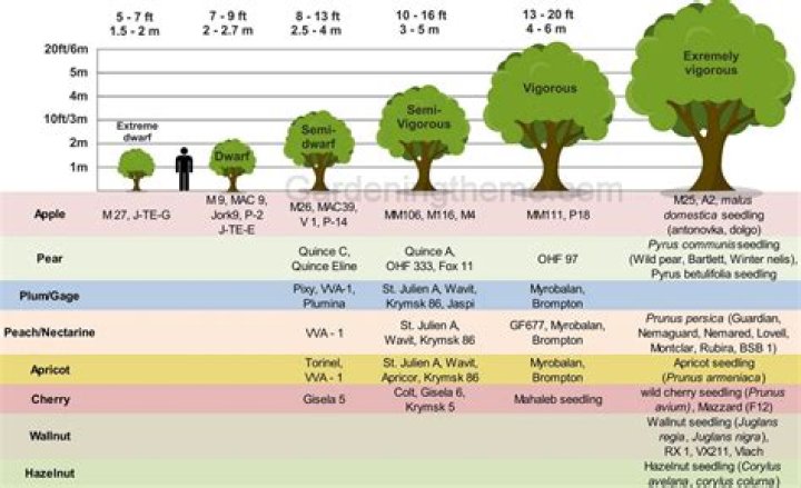 How much water do apricot trees need?
