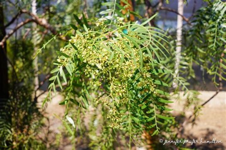 How much water do California pepper trees need?