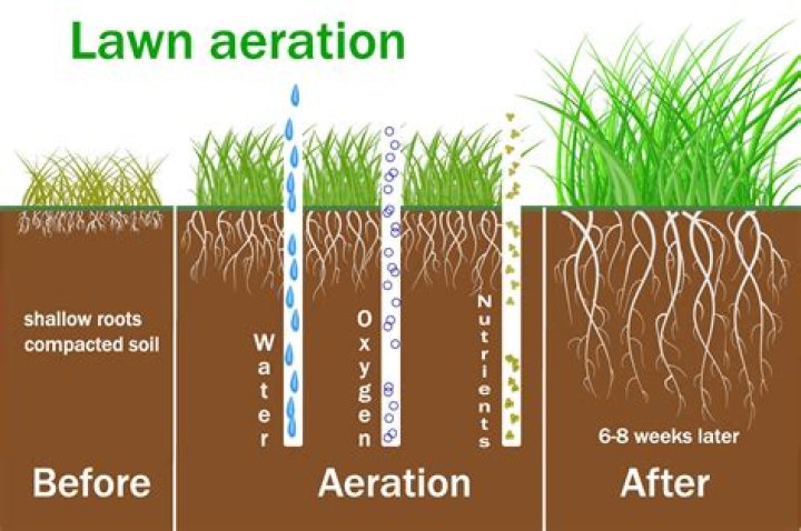 How much water do grass lawns need?