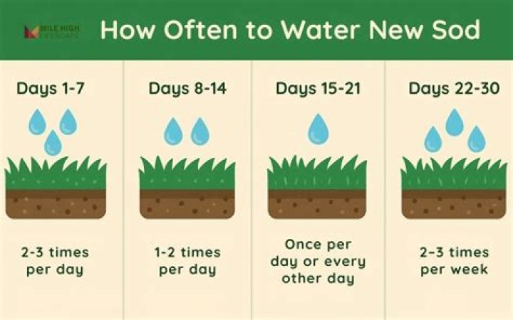 How often do you water your new sod?