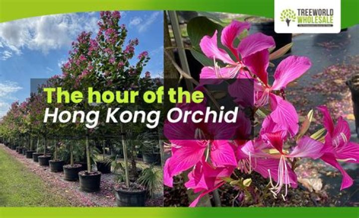 How often does a Hong Kong orchid tree bloom?