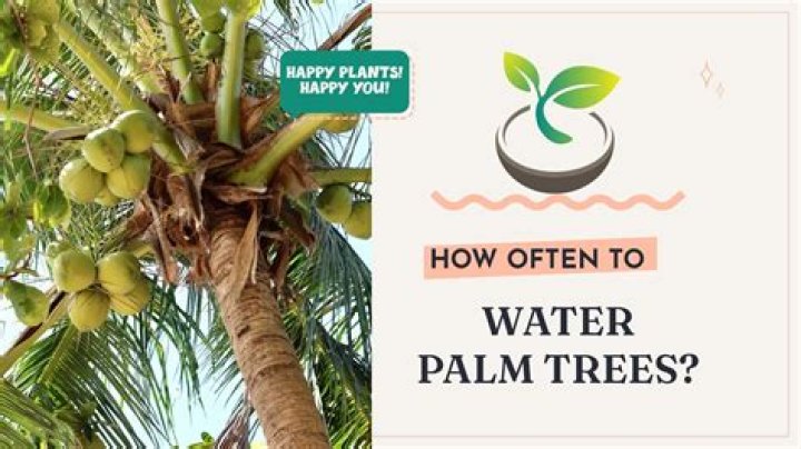 How often should I water a majesty palm?