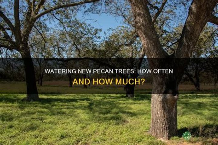 How often should I water a newly planted pecan tree?