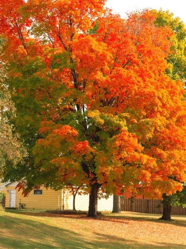 How often should I water my October Glory Maple?