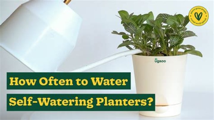 How often should I water newly planted roses?