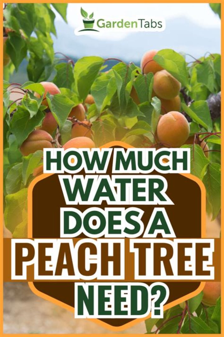 How often should peach trees be watered?
