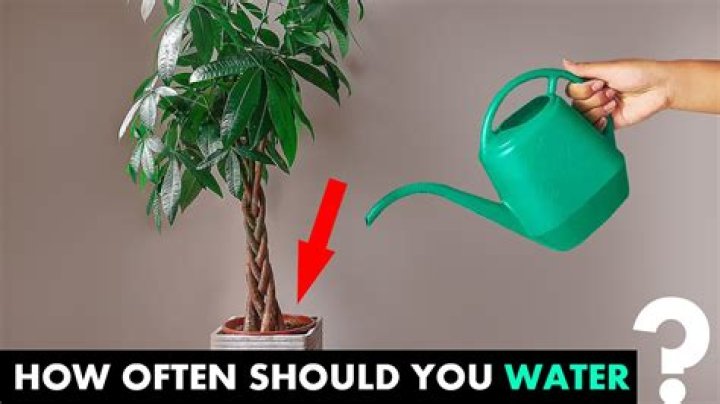 How often should you water a big ficus tree?