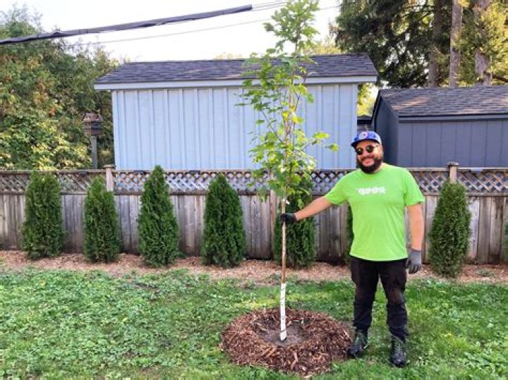How often should you water a newly planted maple tree?