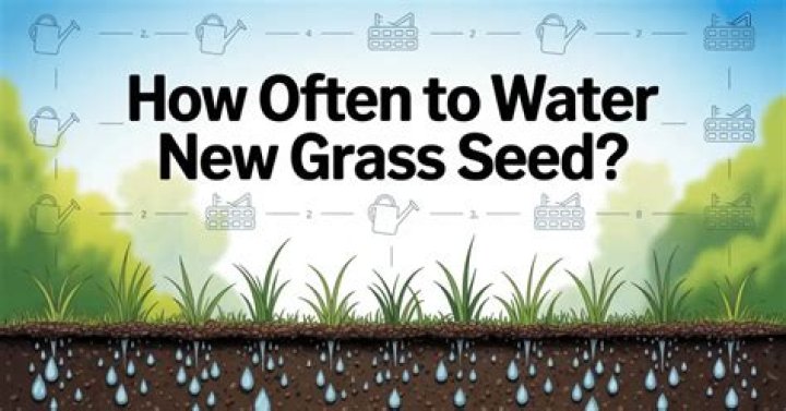 How often to water New Grass?
