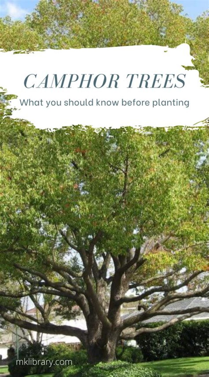 How old are camphor trees?