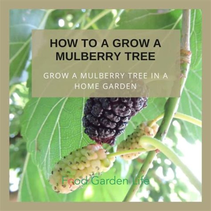 How old can a mulberry tree live?