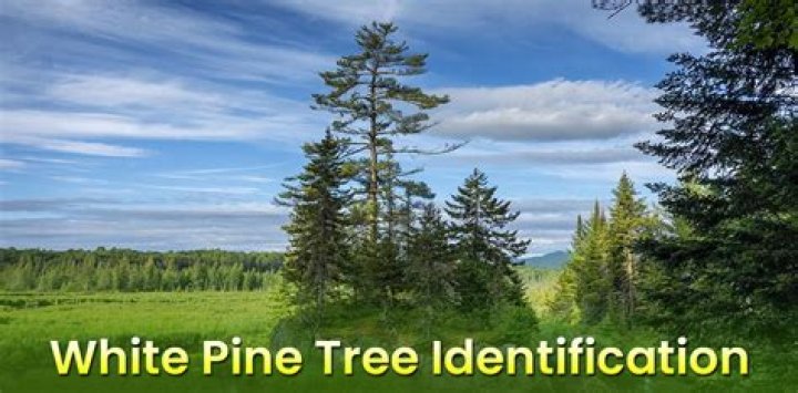 How old can a white pine grow?