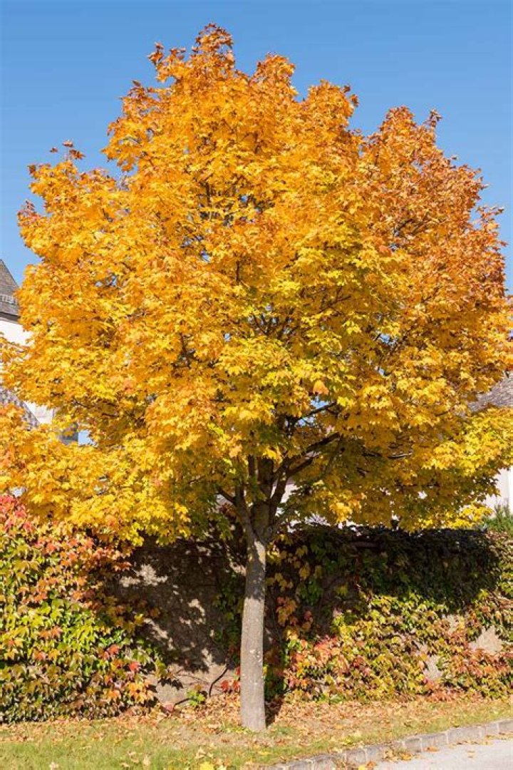 How old do Norway maples get?