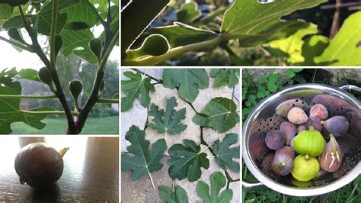 How old does a fig tree have to be to produce figs?