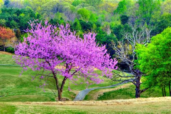 How old does a red bud have to be to bloom?