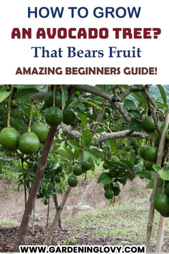 How old does an avocado tree have to be to bear fruit?