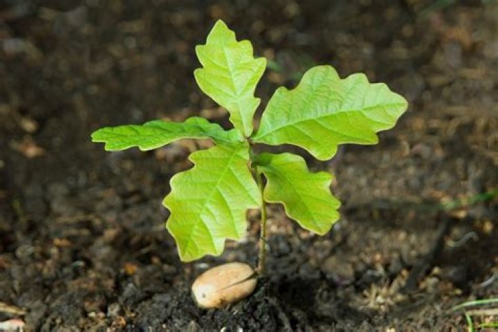 How old does an English oak tree grow?