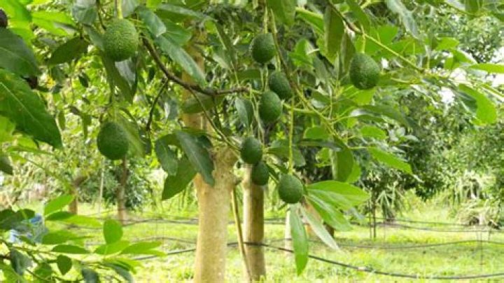 How old is a mature avocado tree?