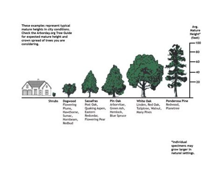 How old is an oak tree by diameter?