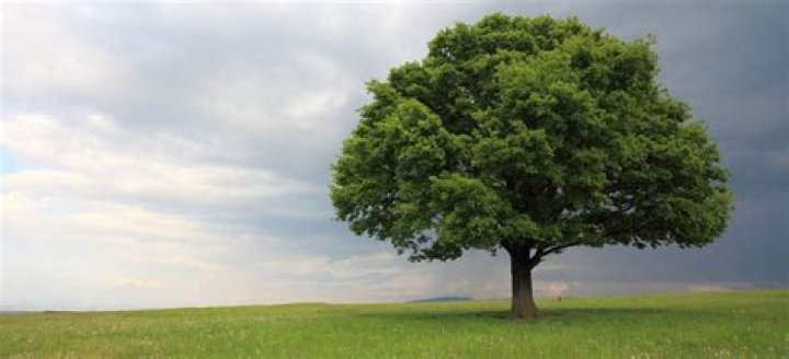 How old is my laurel oak tree?