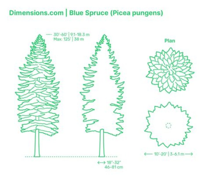 How old is the average pine tree?