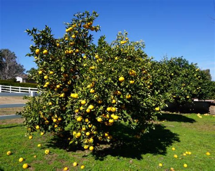 How old is the grapefruit tree in my yard?