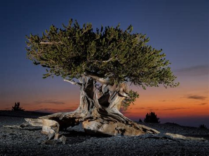 How old is the oldest live tree?