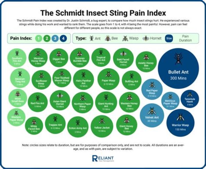 How painful is a cicada killer wasp sting?