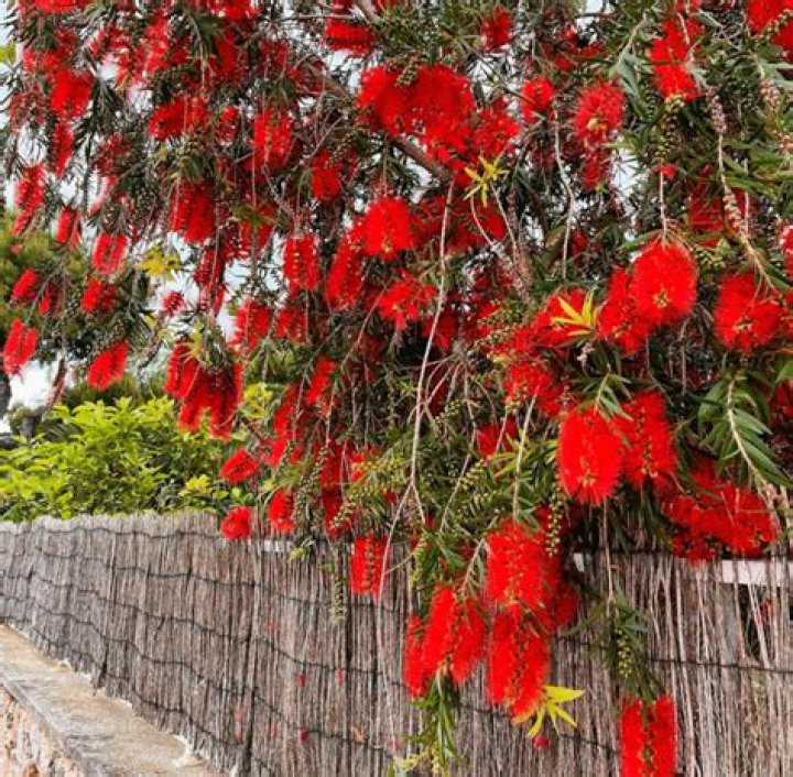 How quickly do bottlebrush trees grow?