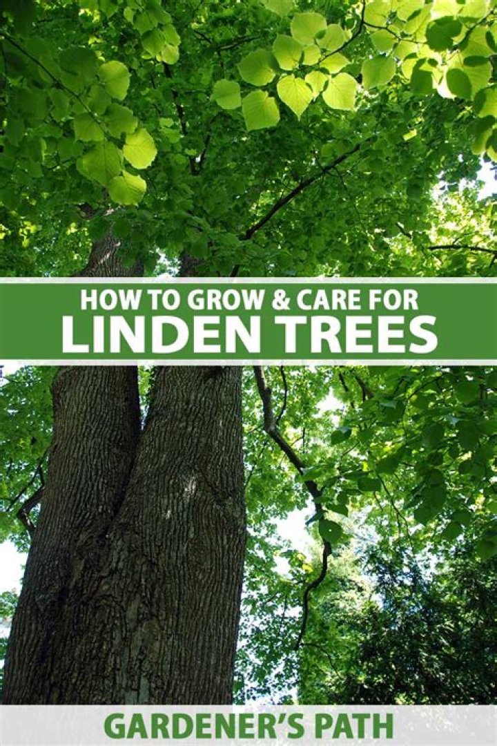 How quickly do linden trees grow?