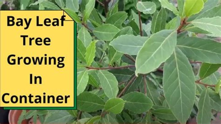 How quickly does a bay tree grow?