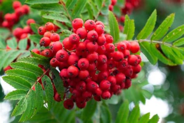 How quickly does a rowan tree grow?