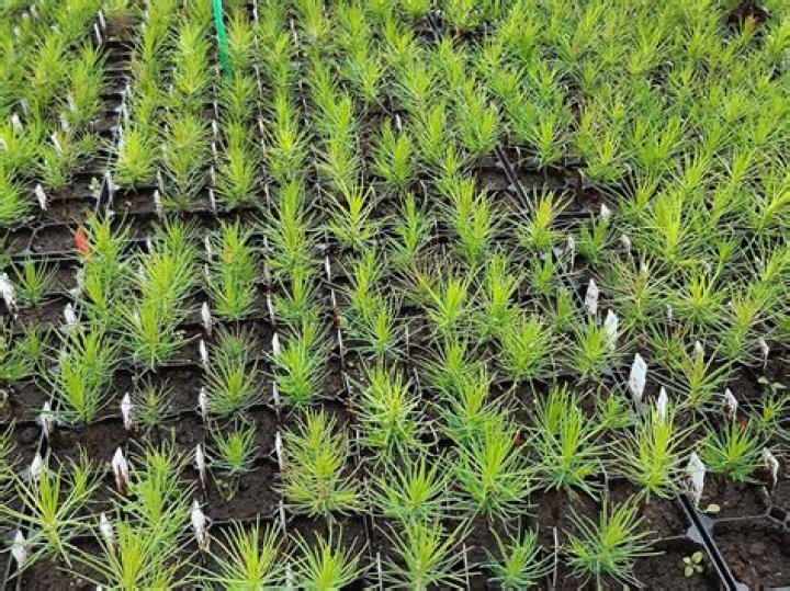How quickly does a Scots pine grow?