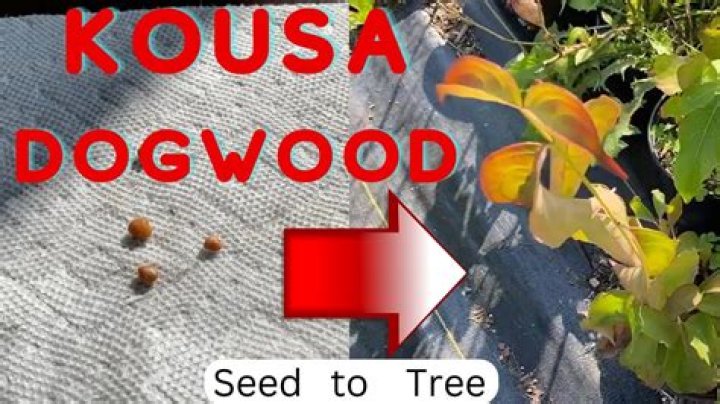 How quickly does Cornus grow?