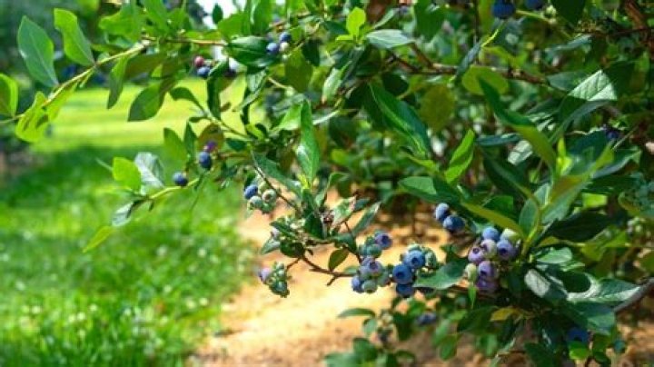 How should I plant my blueberry bush?