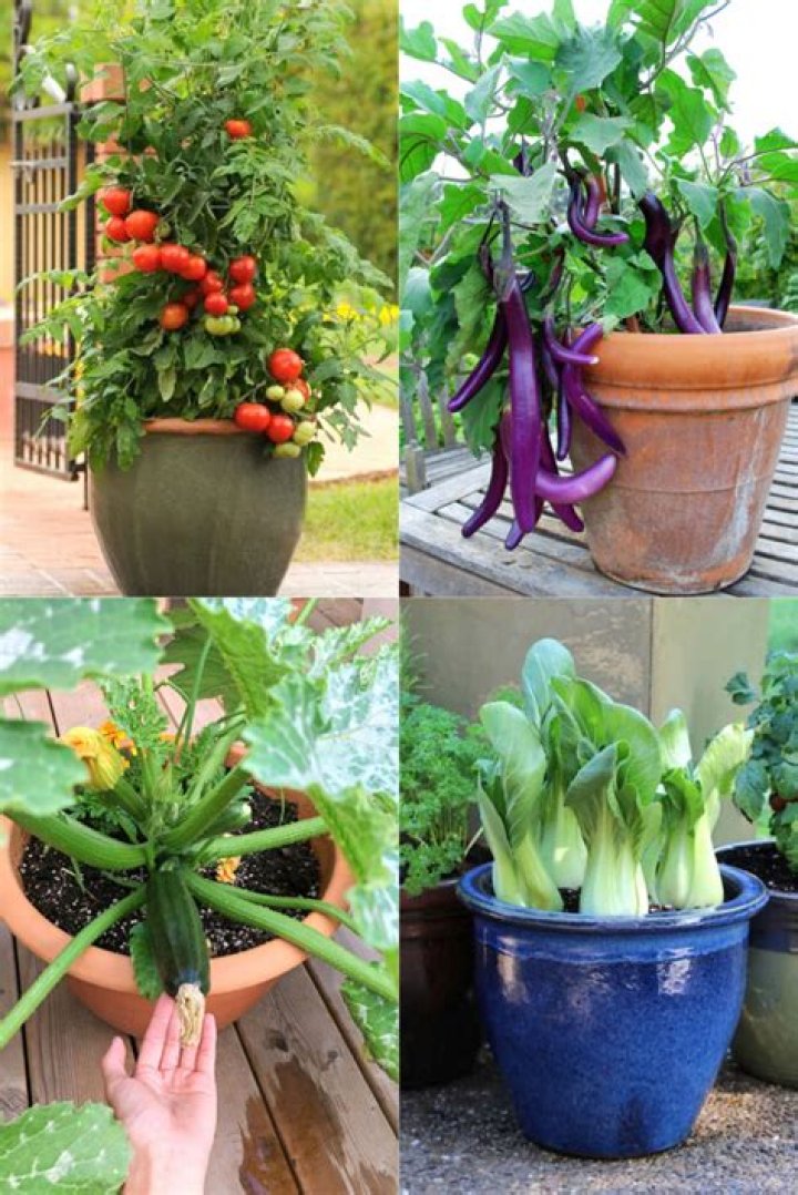 How should you prepare your containers for planting?