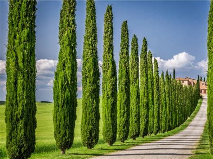 How tall and wide do Italian cypress get?