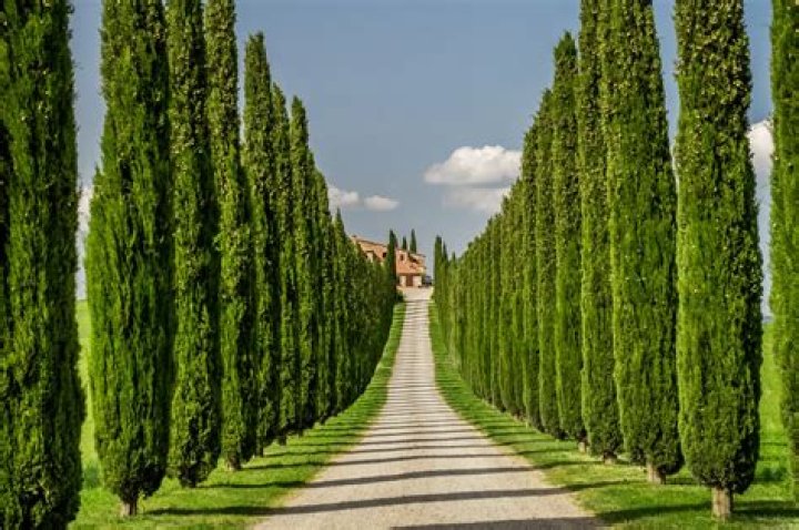 How tall and wide do Italian Cypress trees grow?