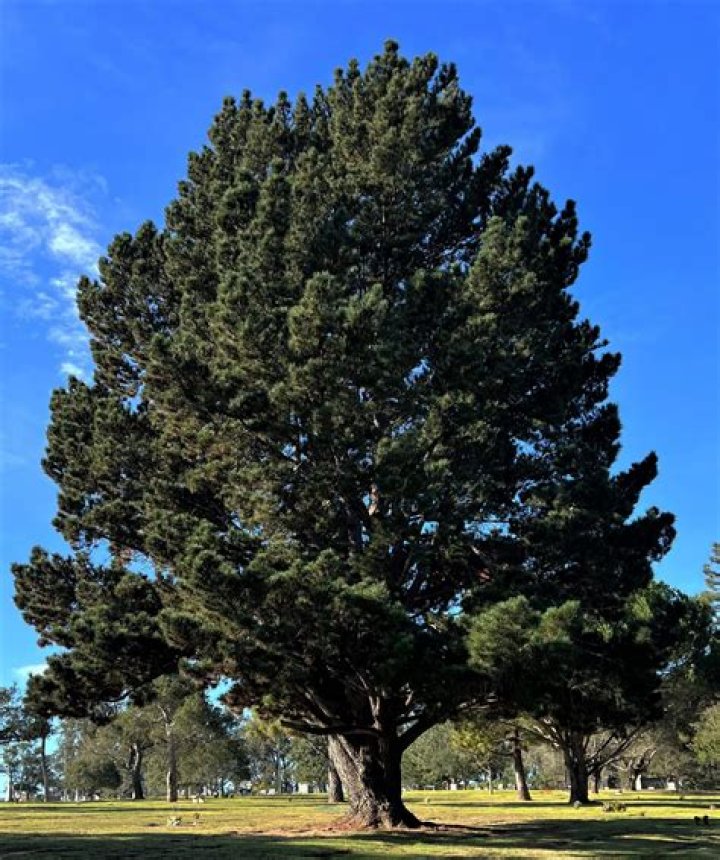 How tall are Monterey pines?