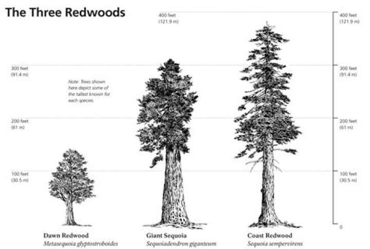How tall can a coastal redwood get?