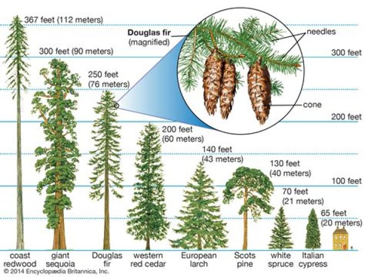 How tall can a Douglas fir be?