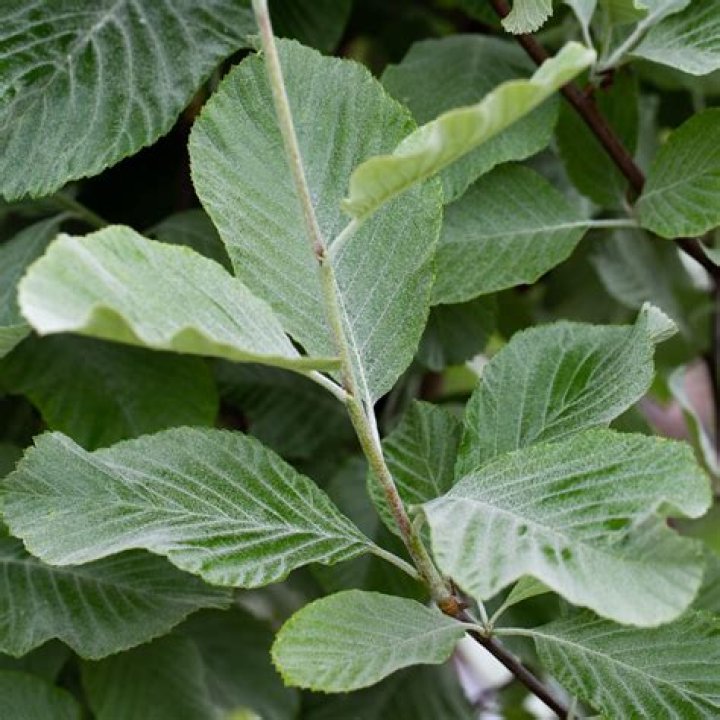 How tall can a Whitebeam tree grow?