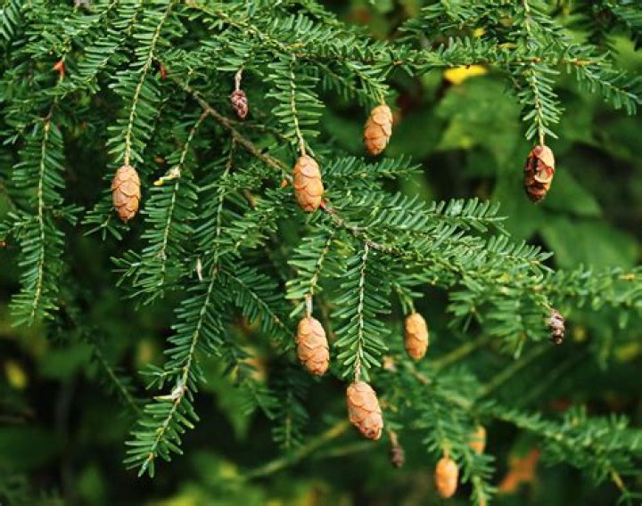 How tall can eastern hemlock trees be before they die?
