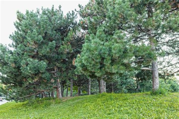How tall do Austrian pines grow?